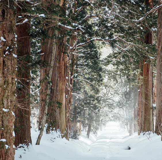 Форест парк Можайск